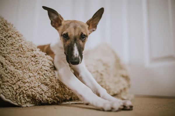 Best Dog Beds for Small Dogs