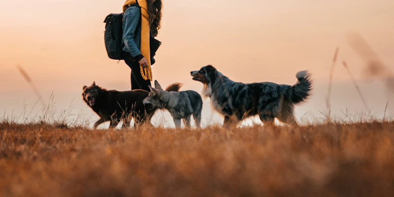 dogs-and-owner-in-field