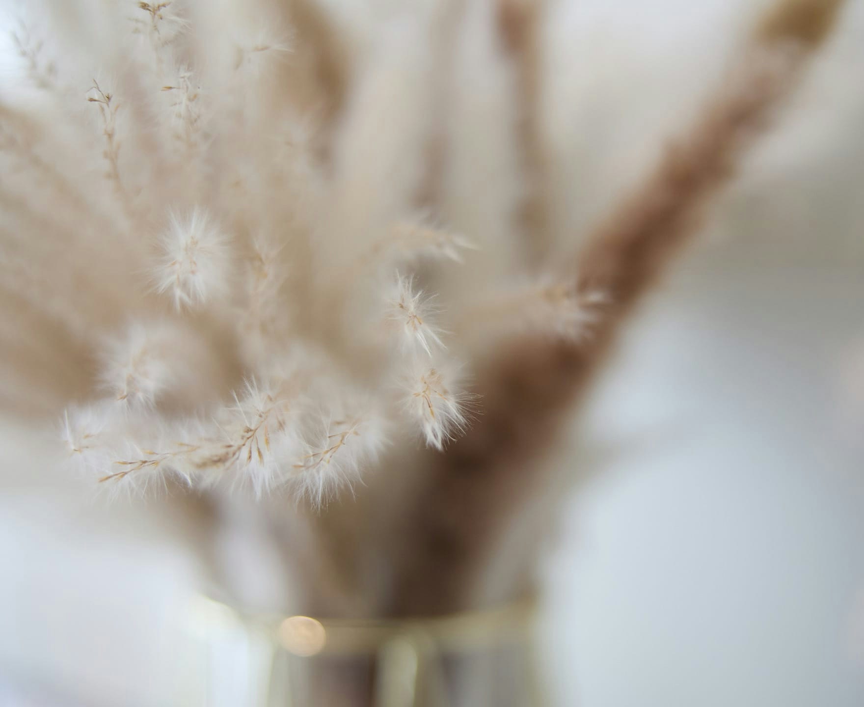 fuzzy plant