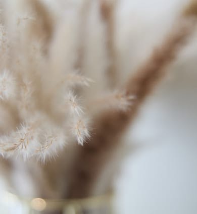 Close up of some plants