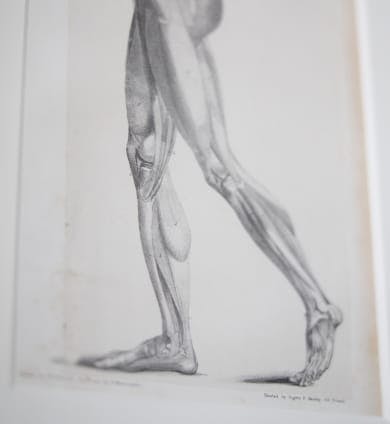 Picture of the muscles and skeleton of the legs