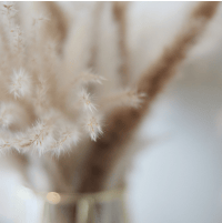 Blurry close-up image of a plant