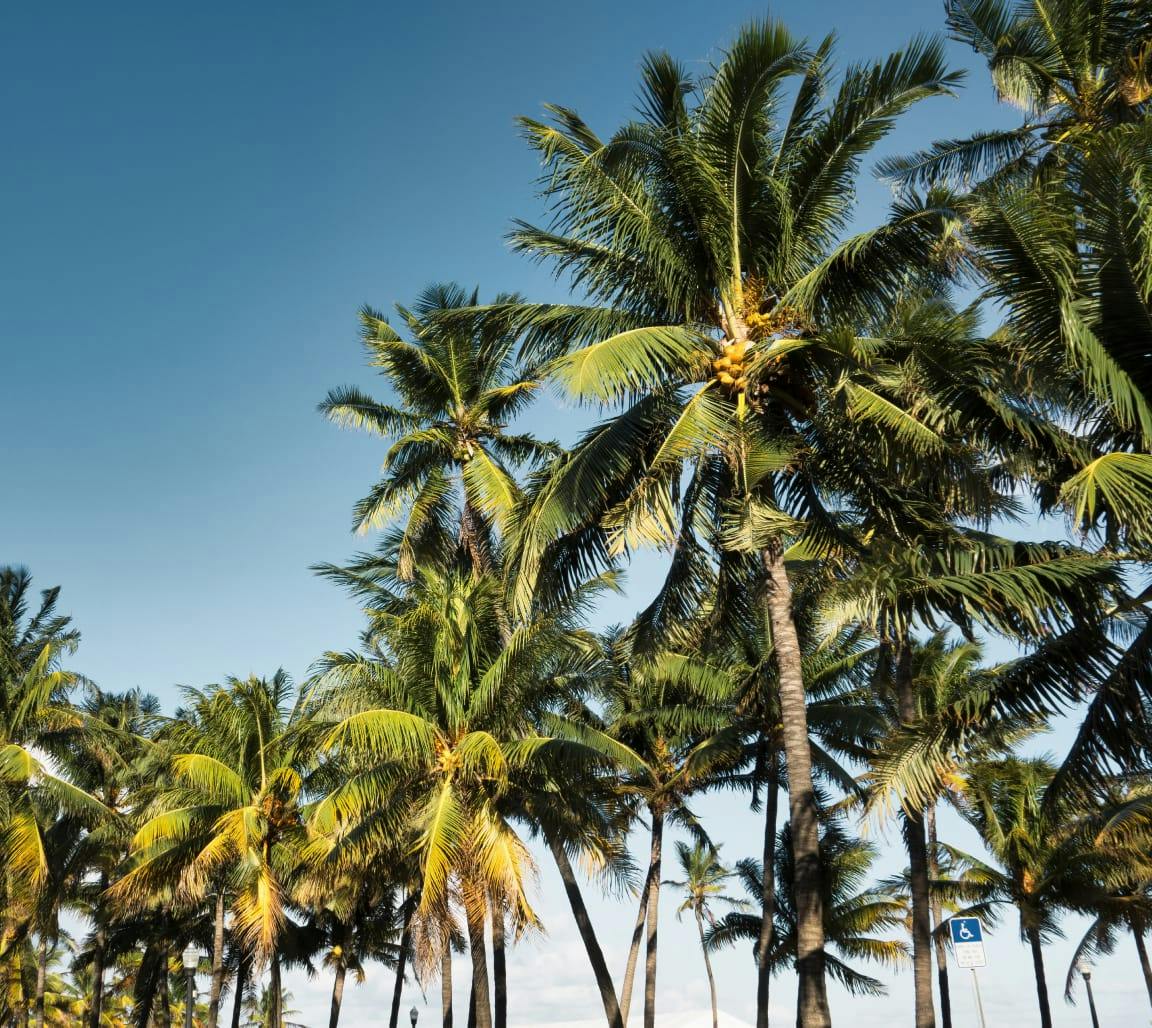 palm trees