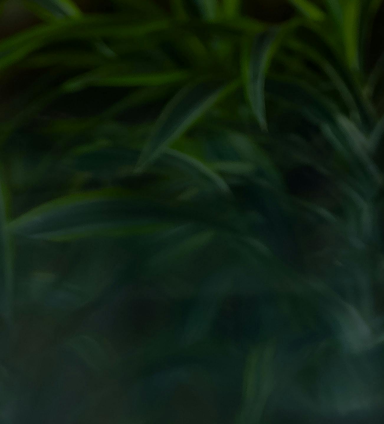 plant