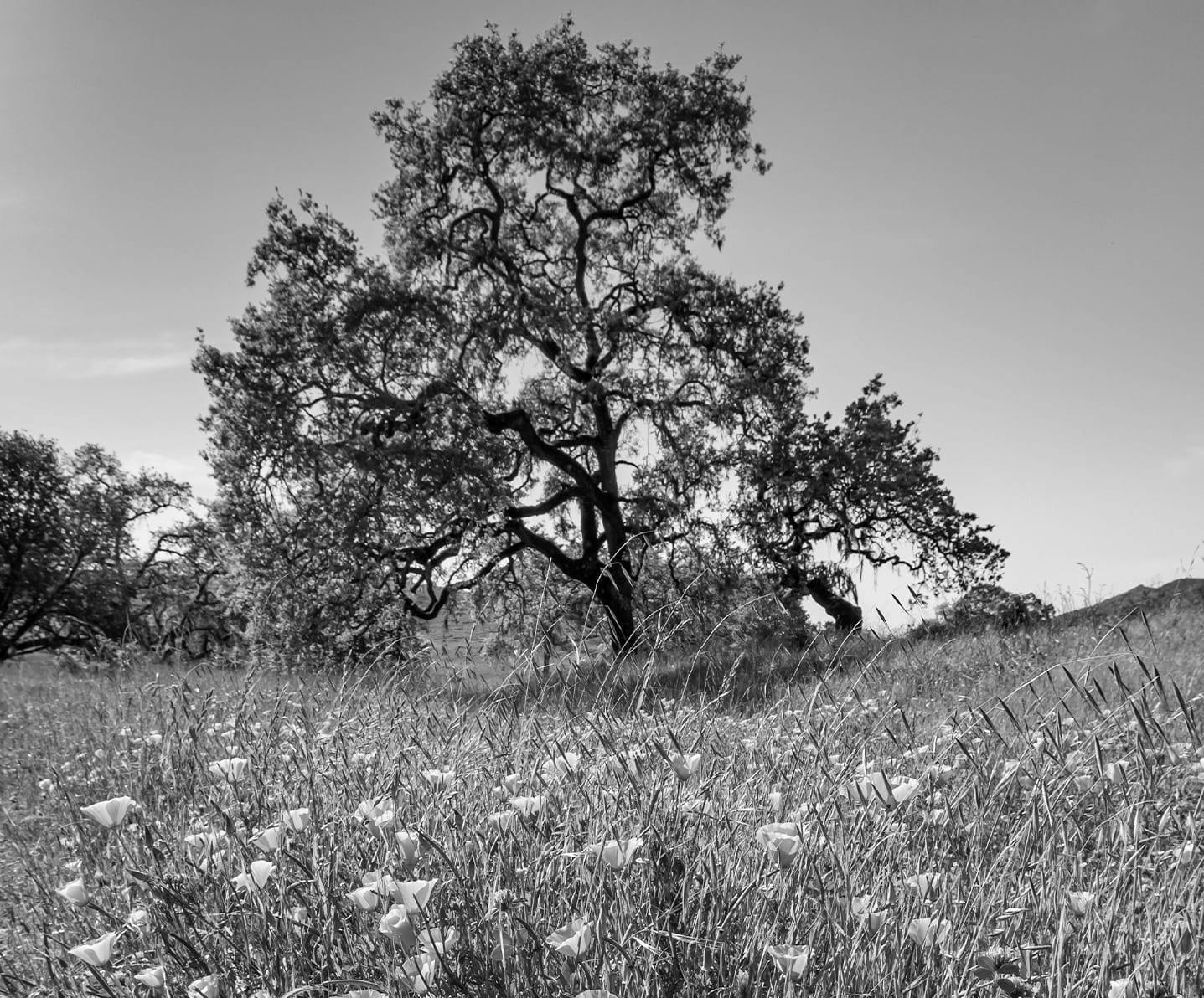 tree in a grassy field