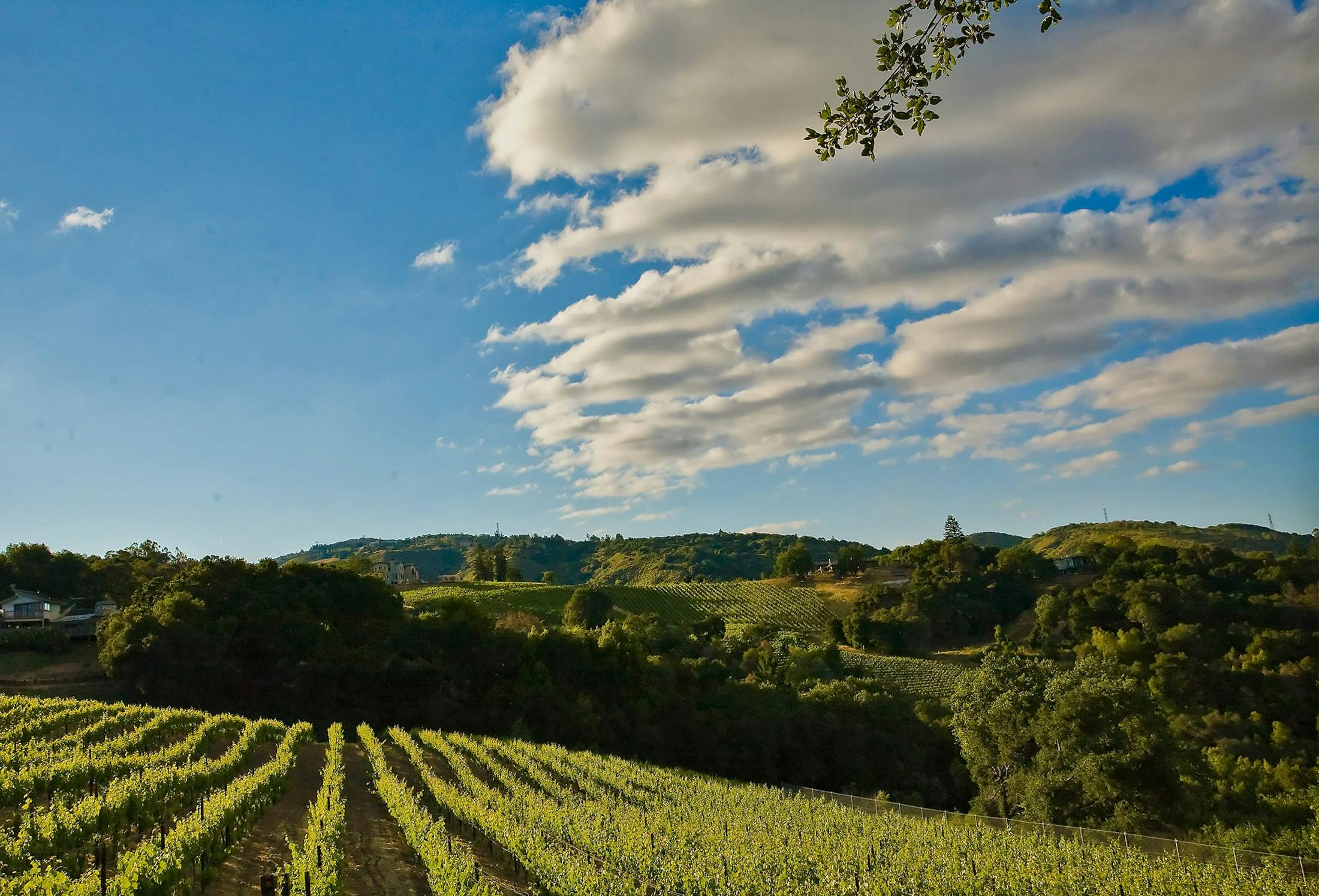 grape vines