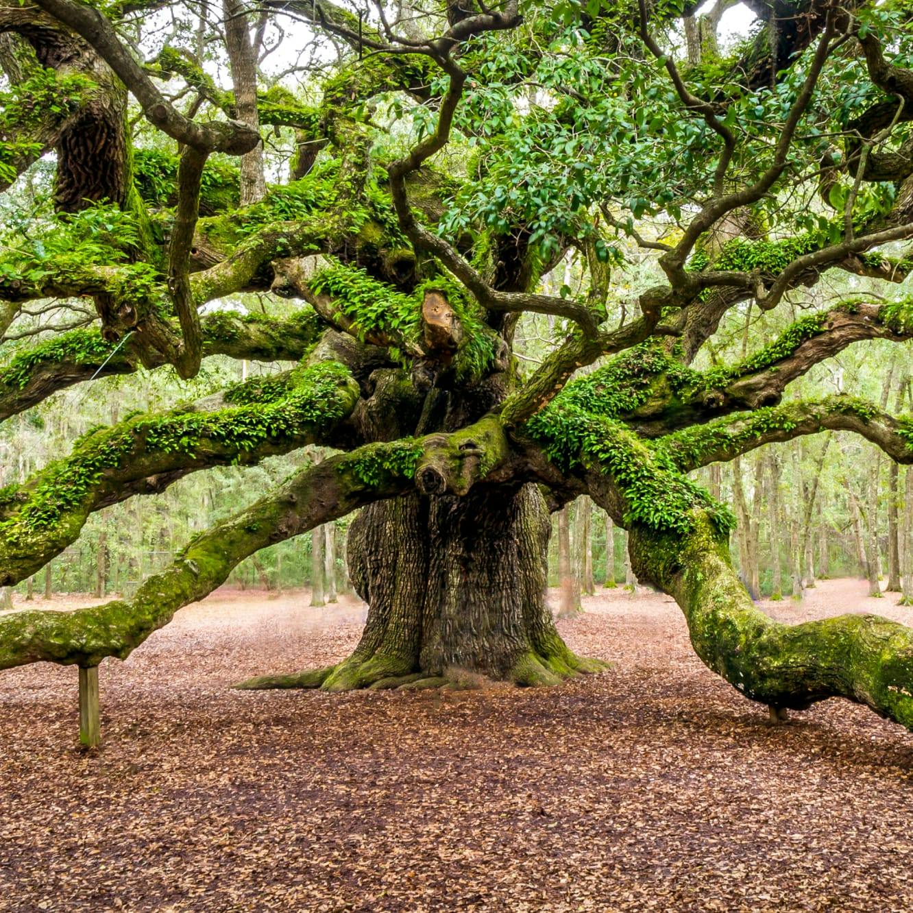 Johns Island