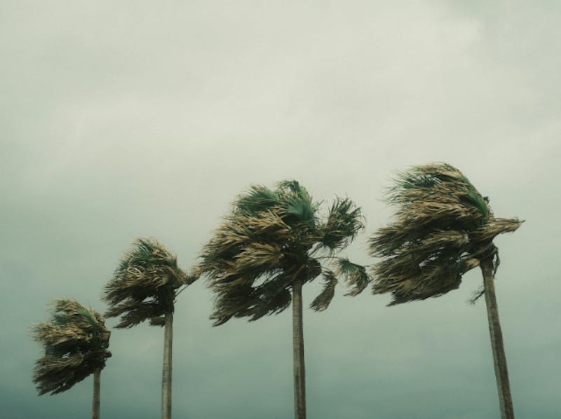 Palm trees blowing in the wind