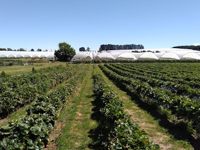 What Are Biofertilizers? benefits, types, and real-world agricultural results