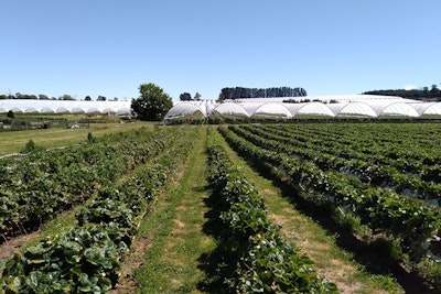 What Are Biofertilizers? benefits, types, and real-world agricultural results