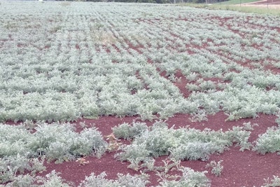 Why Regenerative Agriculture is the future of farming