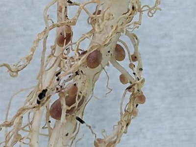 Why Rhizobium research have worked so well in Australia