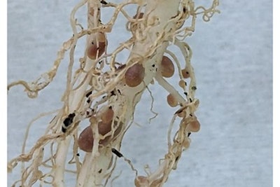 Why Rhizobium research have worked  so well in Australia