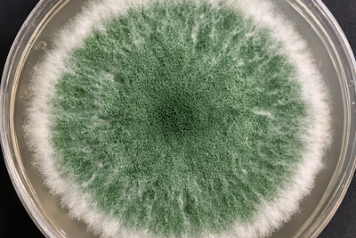 Trichoderma for plants: the Fungi that protect your roots