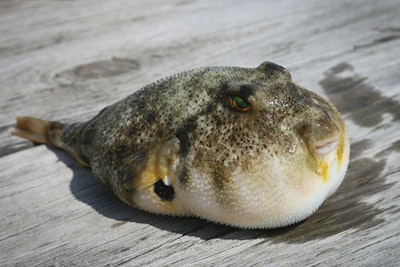 Fugu Fish, un bocado peligroso 