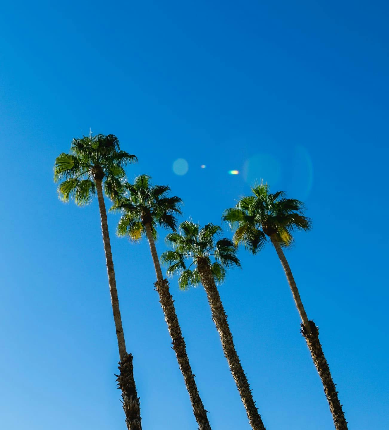 Palm trees