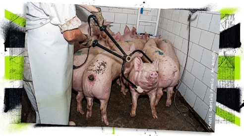 Child Abduction & Gas Chambers Featured Image