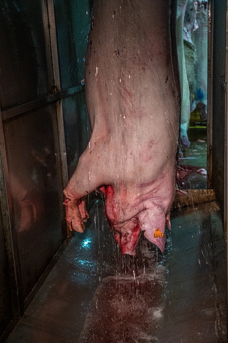 dead pig hanging copy