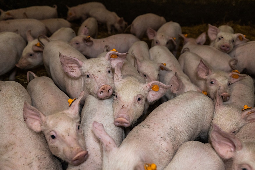 lots of little pigs copy