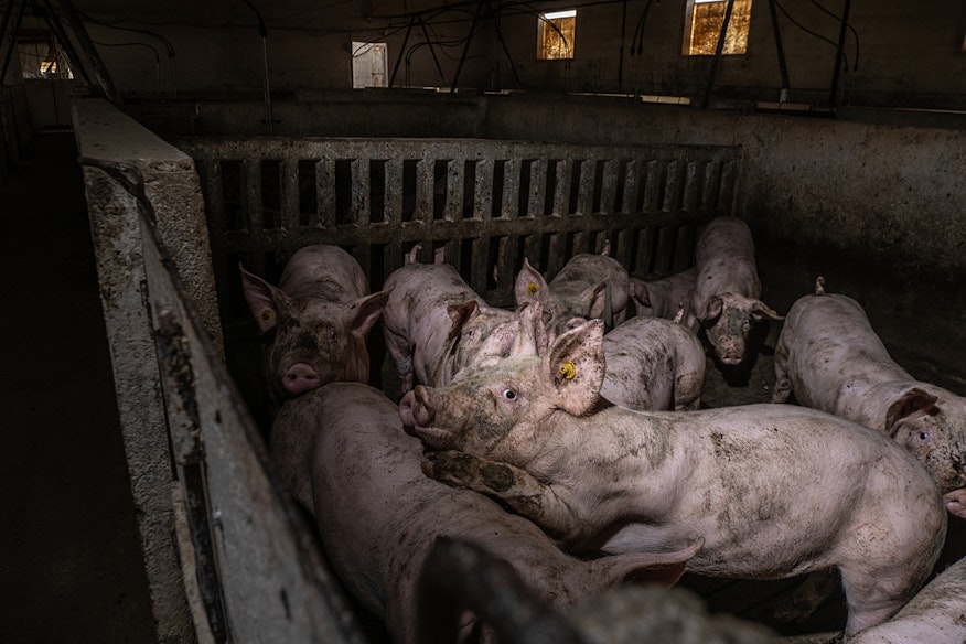 lots of pigs in fattening pen copy