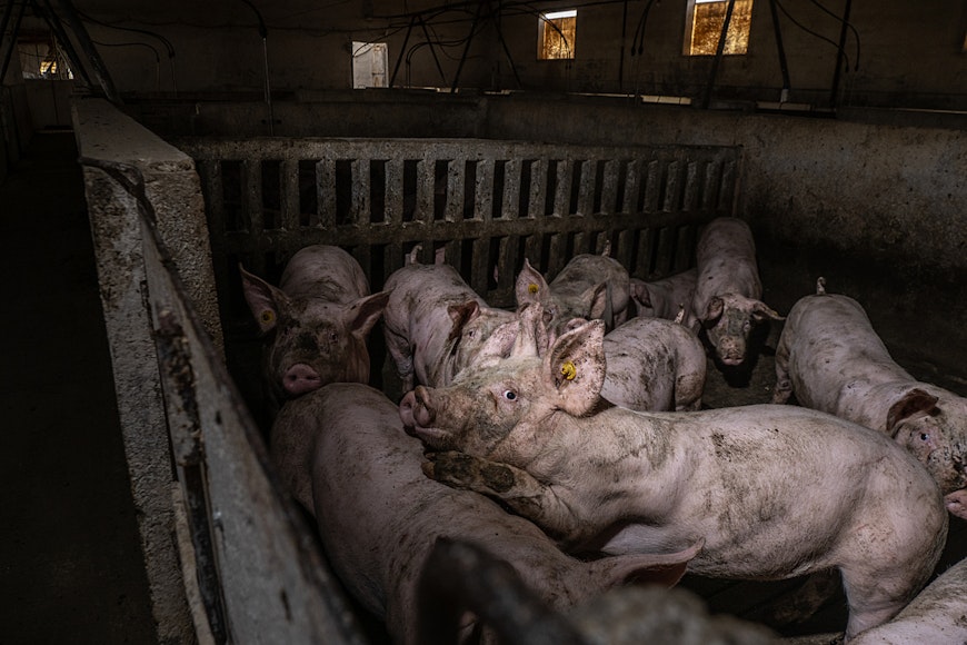 lots of pigs in fattening pen copy