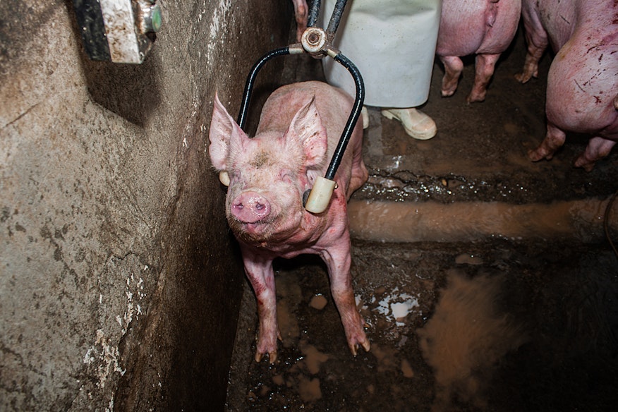 single electric copy