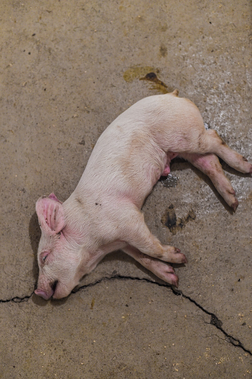 single dead pig copy