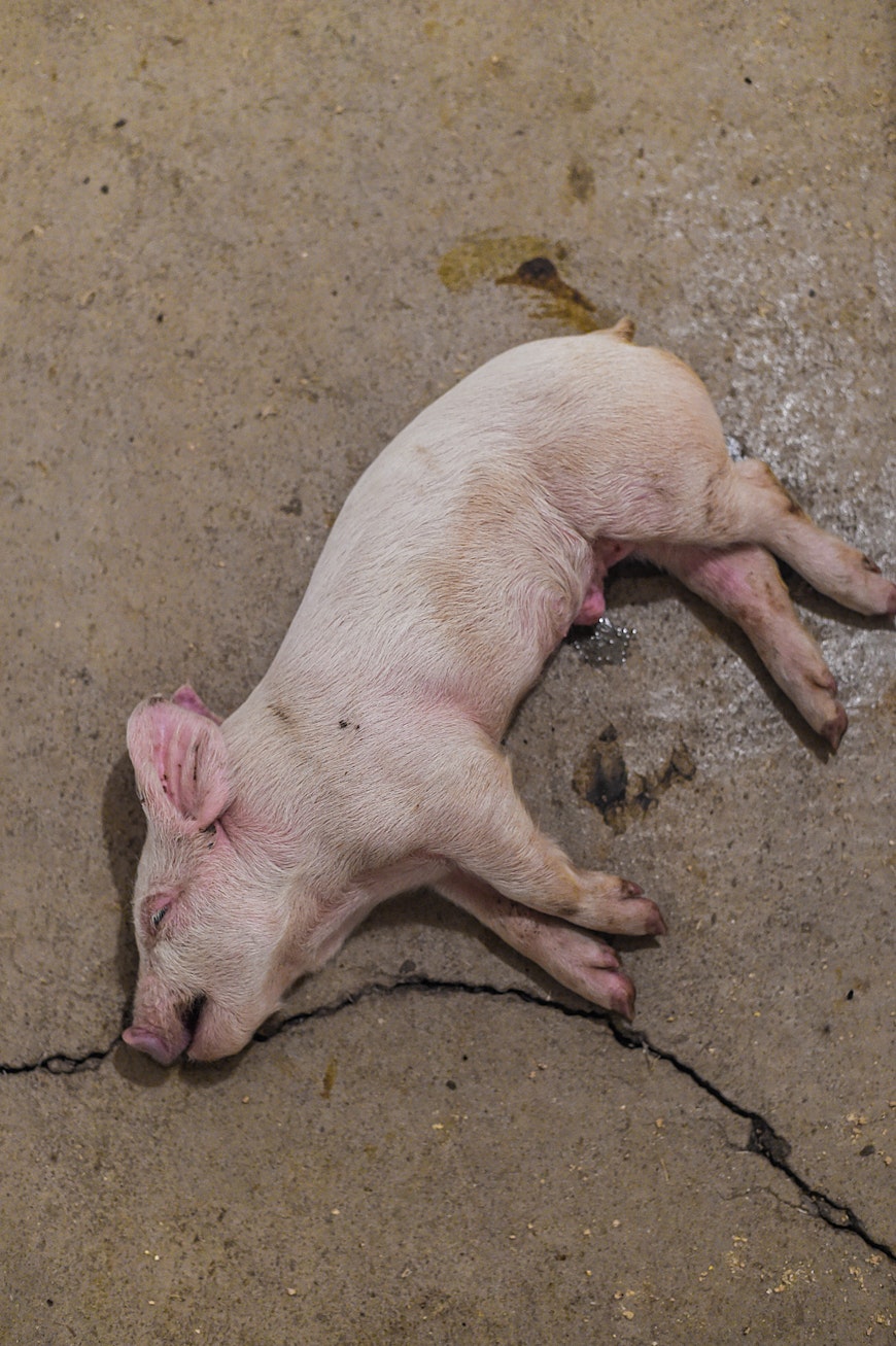 single dead pig copy