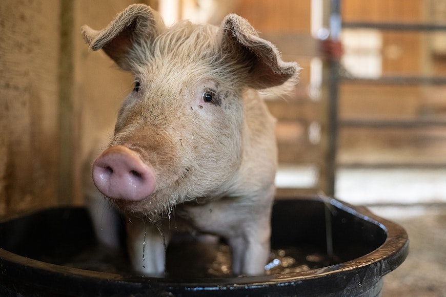 smiley pigs copy