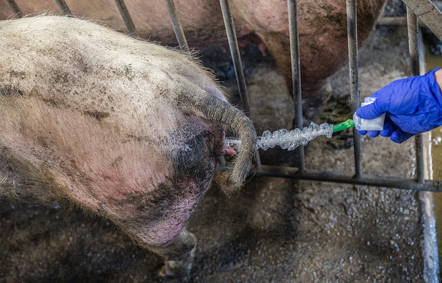 Andrew Skowron / We Animals 2