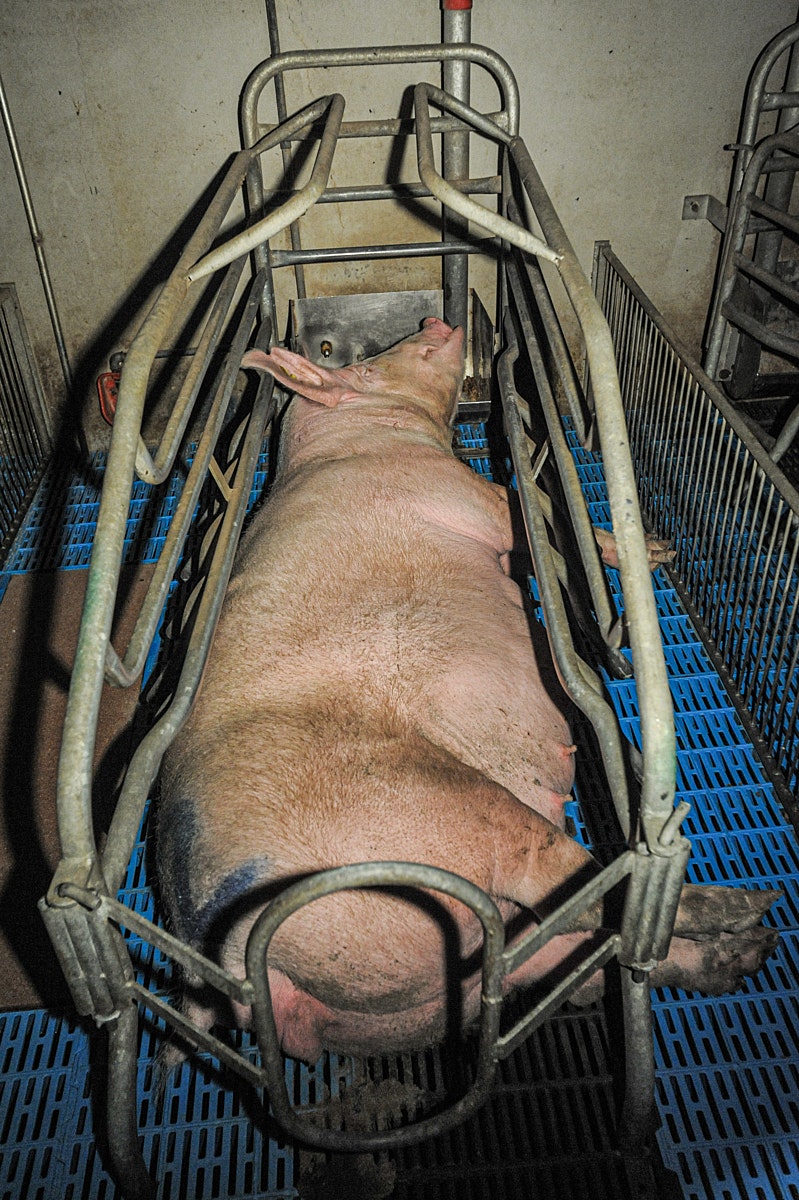 sow in farrowing crate solo