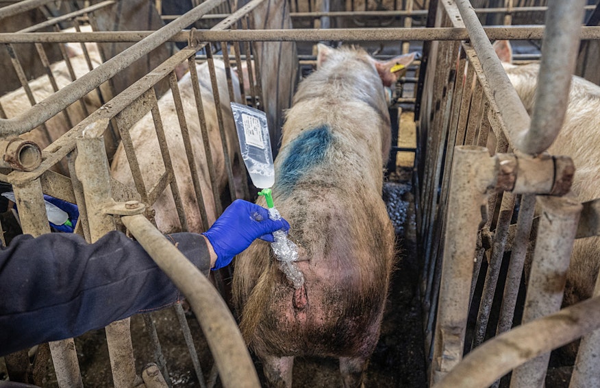 Andrew Skowron / We Animals 1