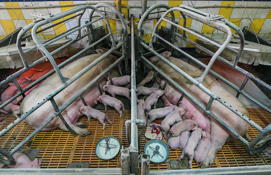 Andrew Skowron / We Animals 3