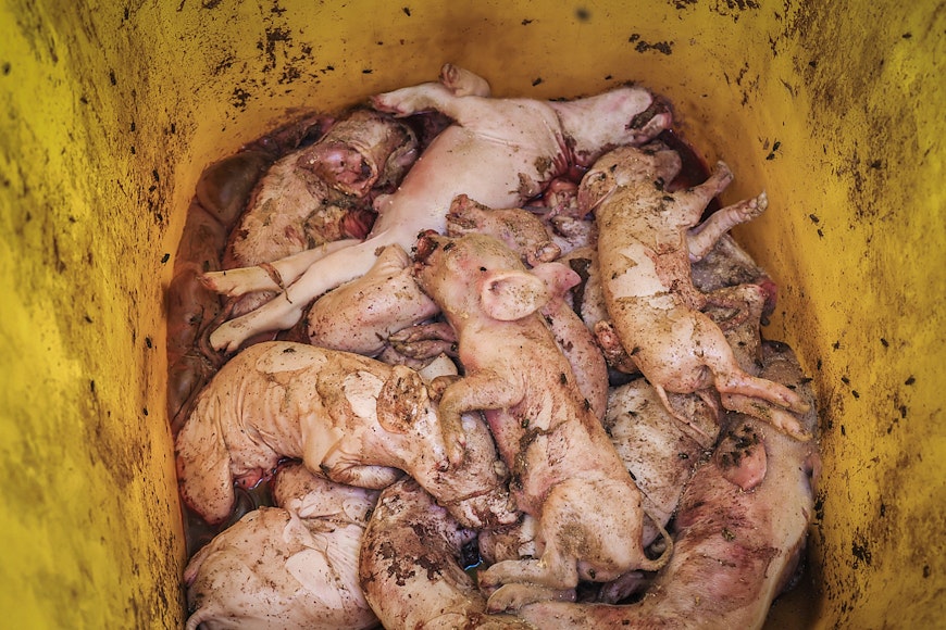 pigs in bucket copy