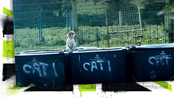 We need to stop puppies and hounds ending up in these bins! Featured Image