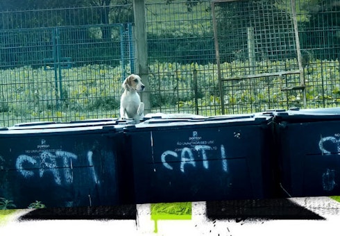 We need to stop puppies and hounds ending up in these bins! Featured Image