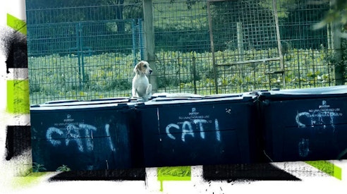 We need to stop puppies and hounds ending up in these bins! Featured Image