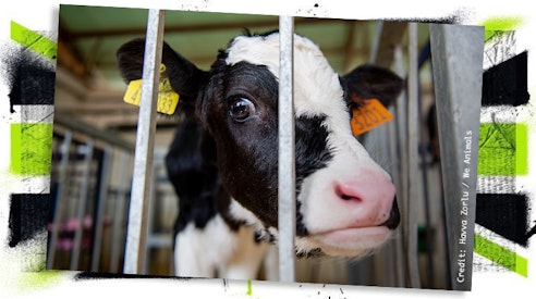 Cow behind bars