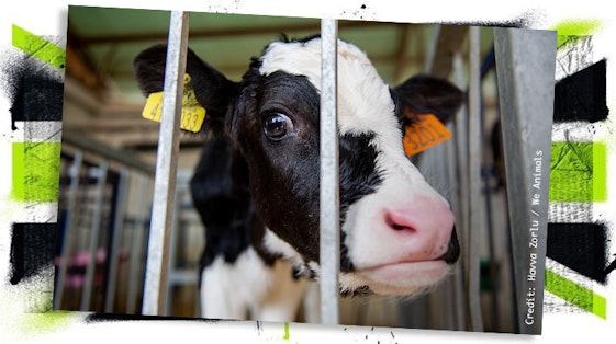 Cow behind bars