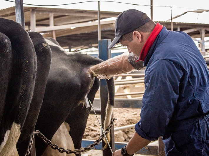 Artificial insemination