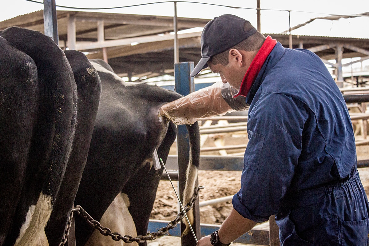 Artificial insemination