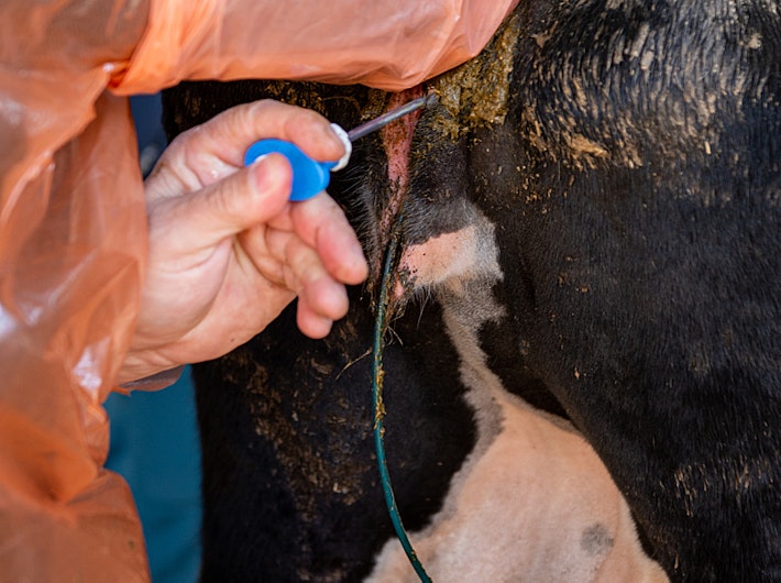 Insemination