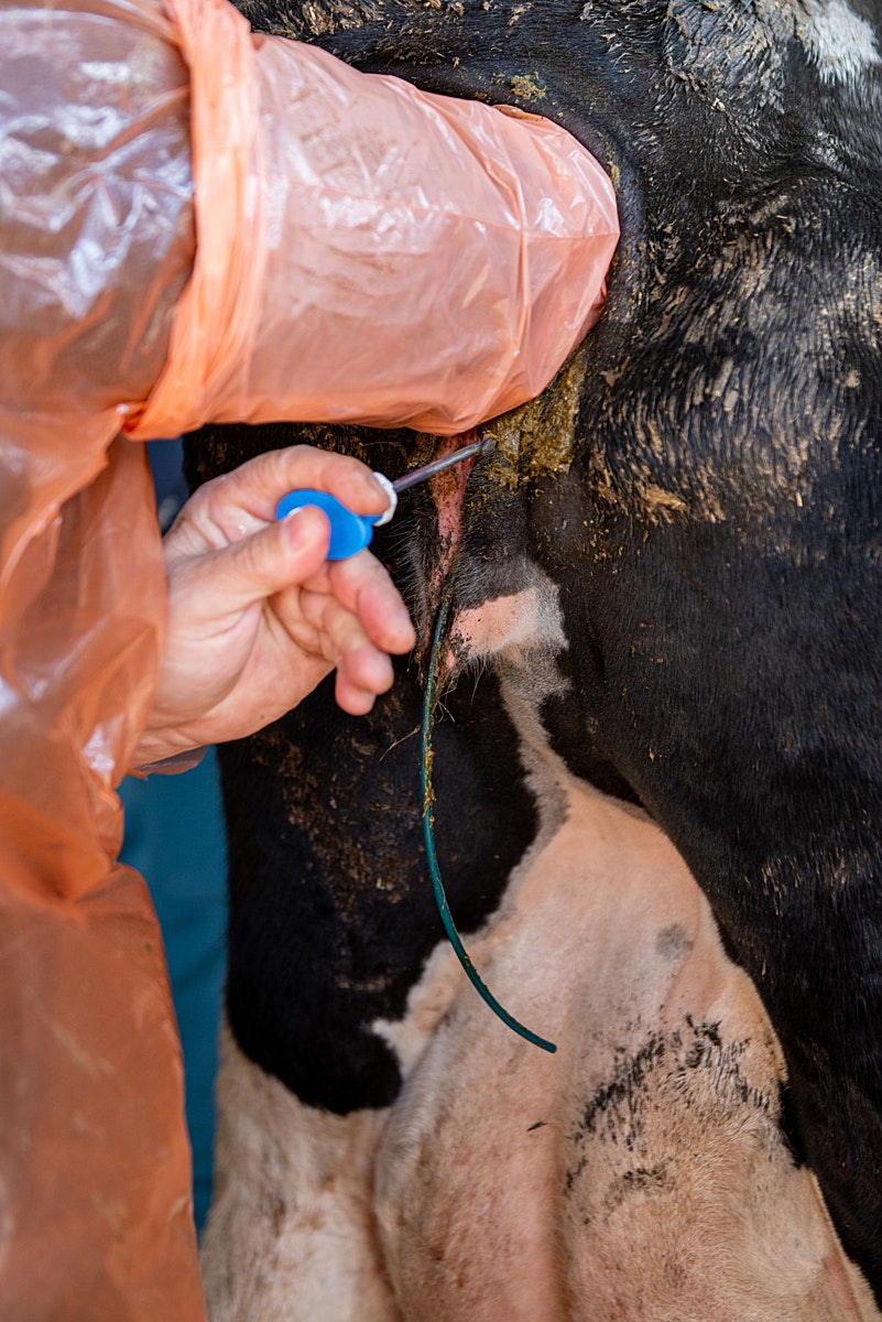Insemination