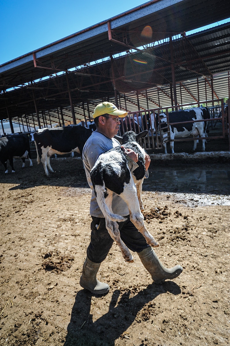 Dead calf