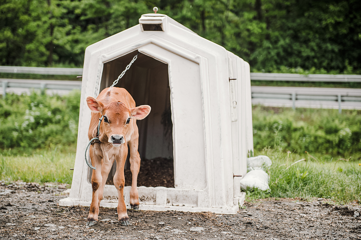 Baby cow