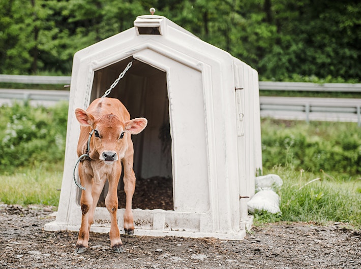 Baby cow