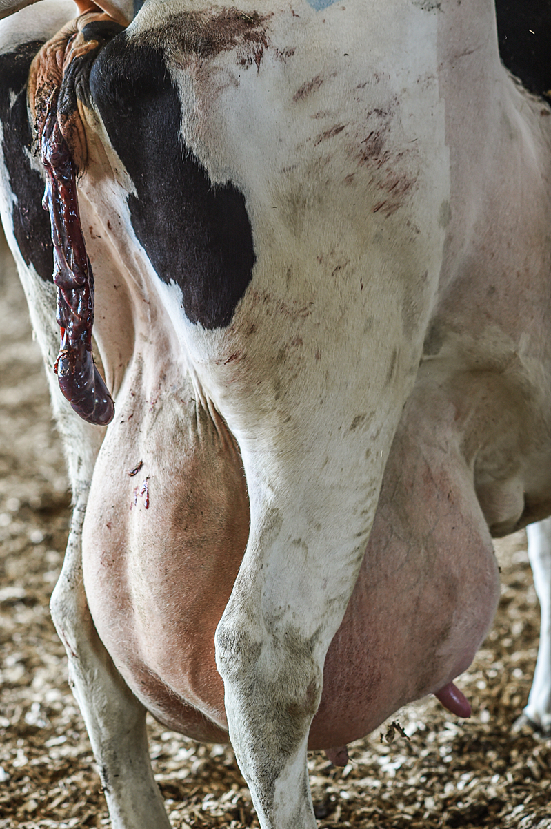 Big udders