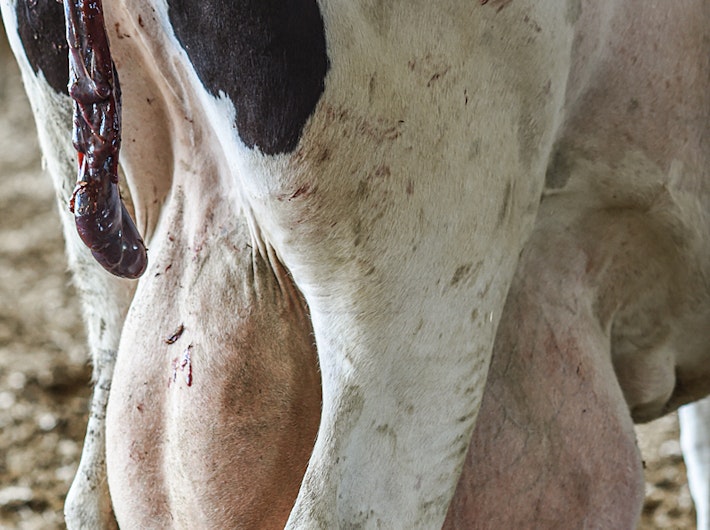 Big udders