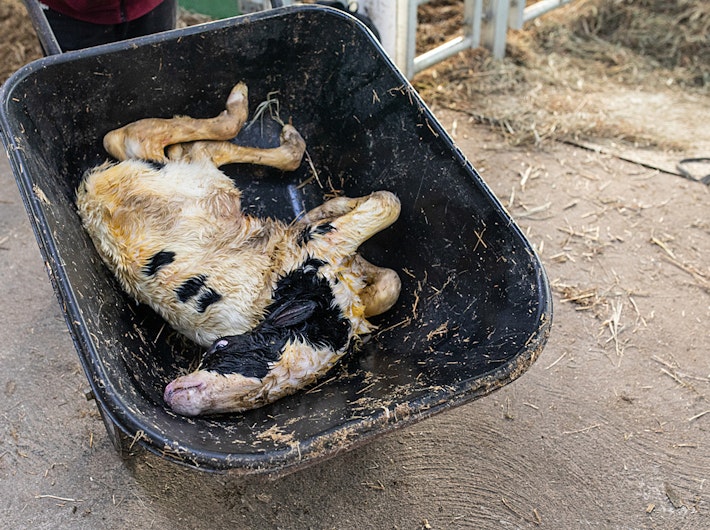 Dead cow