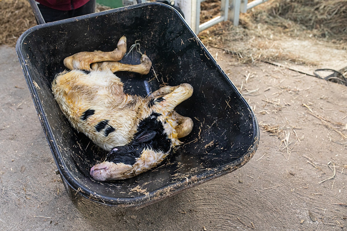 Dead cow